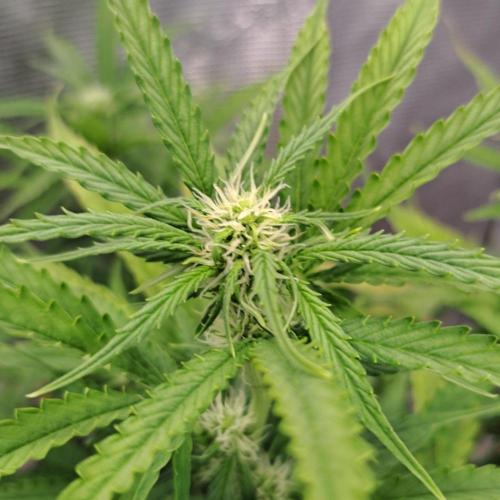 Berry Blues on the Roots vor Venus. Week 6 - Day 42