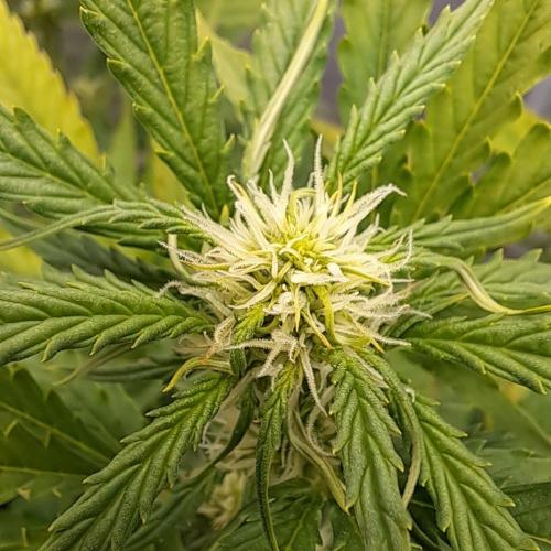 Berry Blues on the Roots vor Venus. Week 6 - Day 42