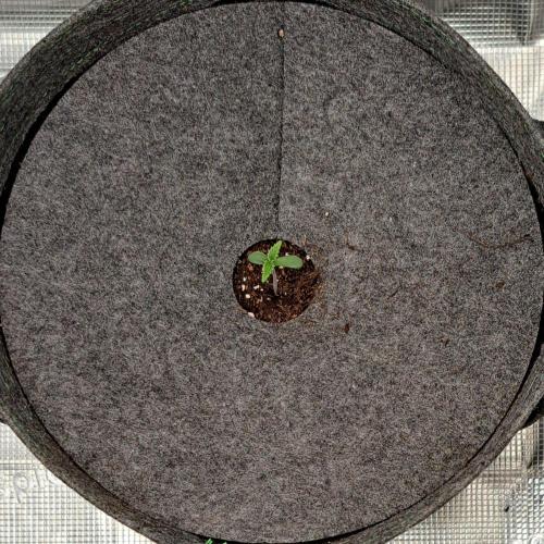 Purple Bananas spotted on Saturn. Week 1 - Day 2