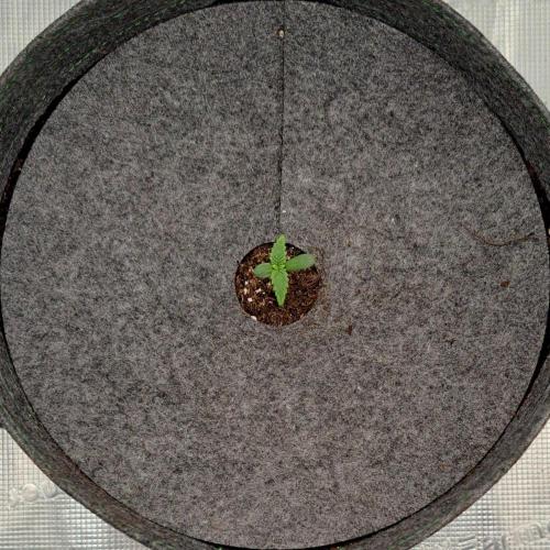 Purple Bananas spotted on Saturn. Week 1 - Day 3