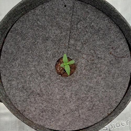 Purple Bananas spotted on Saturn. Week 1 - Day 4