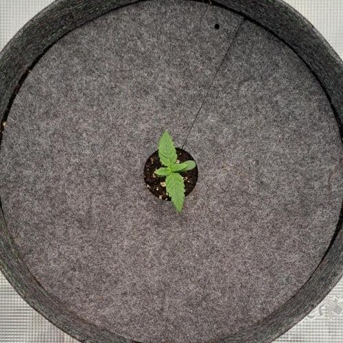 Purple Bananas spotted on Saturn. Week 1 - Day 5