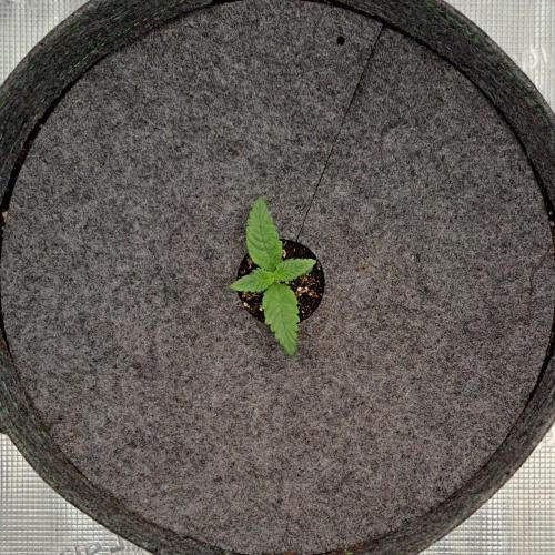 Purple Bananas spotted on Saturn. Week 1 - Day 6
