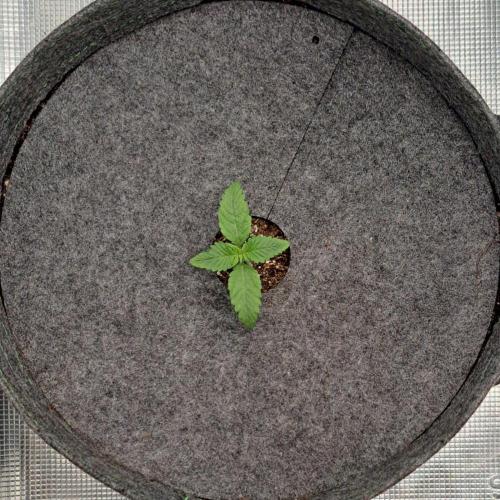 Purple Bananas spotted on Saturn. Week 1 - Day 7