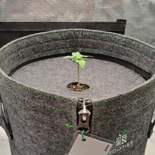 Purple Bananas spotted on Saturn. Week 1 - Day 7