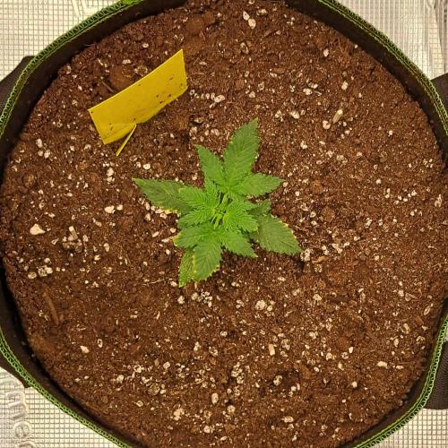 Purple skunks on Mars. Week 3 - Day 16