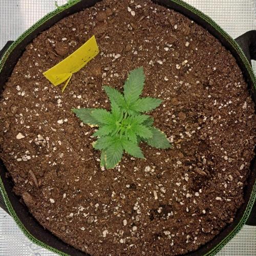 Purple skunks on Mars. Week 3 - Day 17