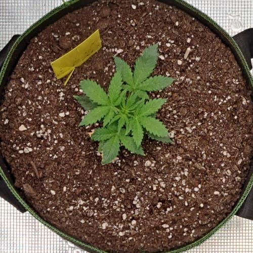 Purple skunks on Mars. Week 3 - Day 18