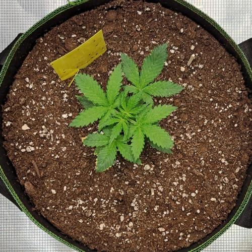 Purple skunks on Mars. Week 3 - Day 19