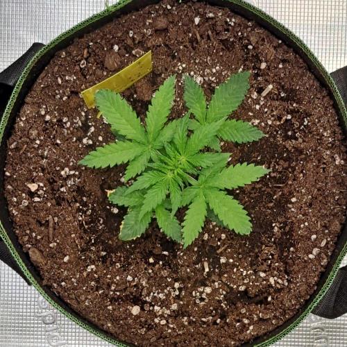 Purple skunks on Mars. Week 3 - Day 20