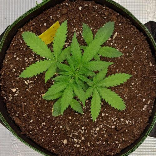 Purple skunks on Mars. Week 3 - Day 21