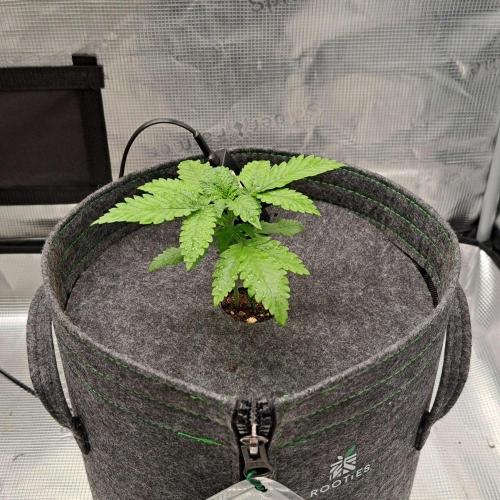 Tropicanna Poison XL Auto. Week 2