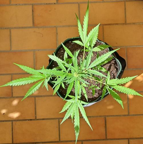 Super Boof on Earth. Week 8 - Day 52