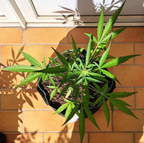 Super Boof on Earth. Week 8 - Day 56