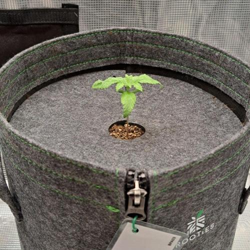 Purple Bananas spotted on Saturn. Week 2 - Day 8