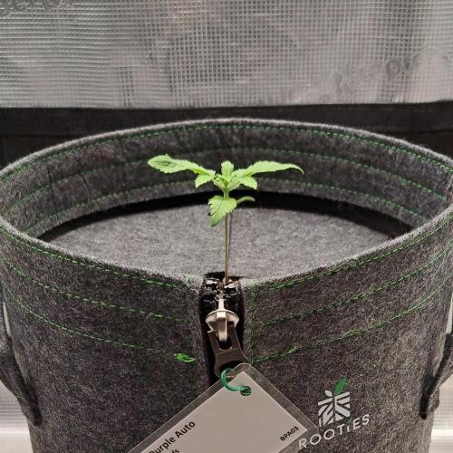 Purple Bananas spotted on Saturn. Week 2 - Day 9
