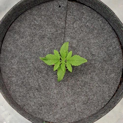 Purple Bananas spotted on Saturn. Week 2 - Day 9