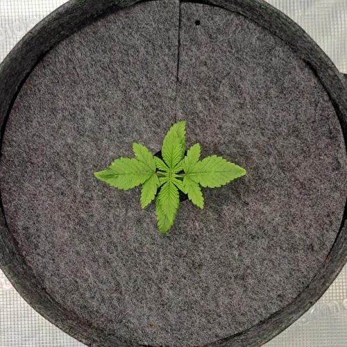 Purple Bananas spotted on Saturn. Week 2 - Day 10