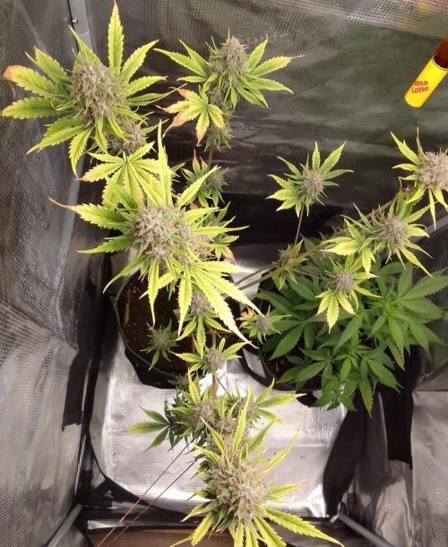 Purple Bananas spotted on Mars. Week 10 - Day 71