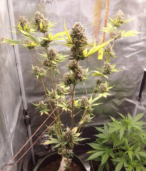 Purple Bananas spotted on Mars. Week 10 - Day 71