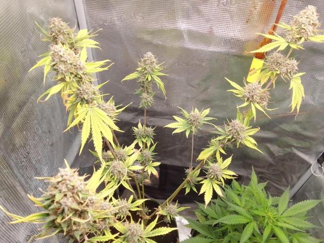 Purple Bananas spotted on Mars. Week 10 - Day 72