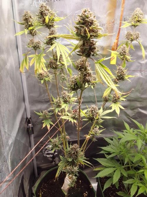 Purple Bananas spotted on Mars. Week 10 - Day 72