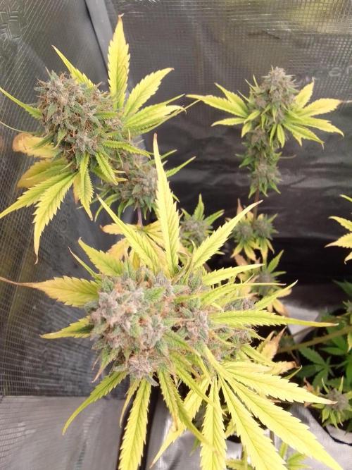 Purple Bananas spotted on Mars. Week 10 - Day 73