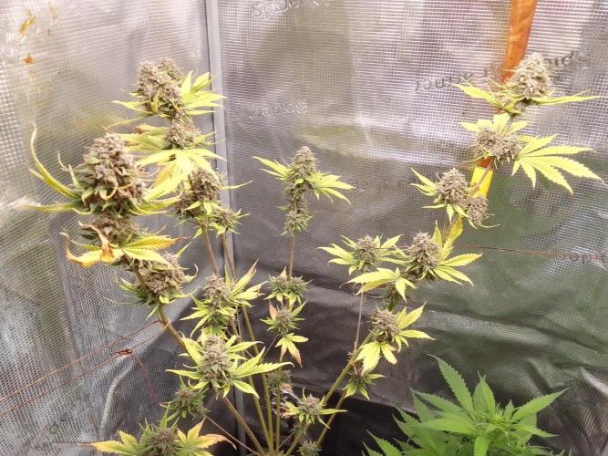 Purple Bananas spotted on Mars. Week 10 - Day 73