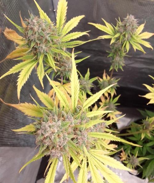 Purple Bananas spotted on Mars. Week 10 - Day 74