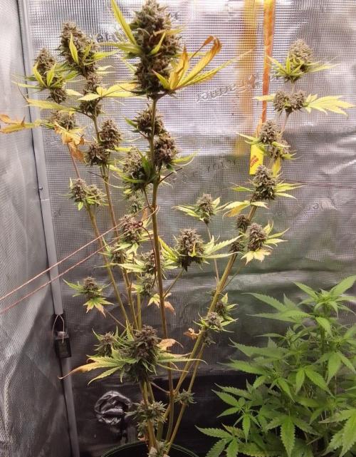 Purple Bananas spotted on Mars. Week 10 - Day 74