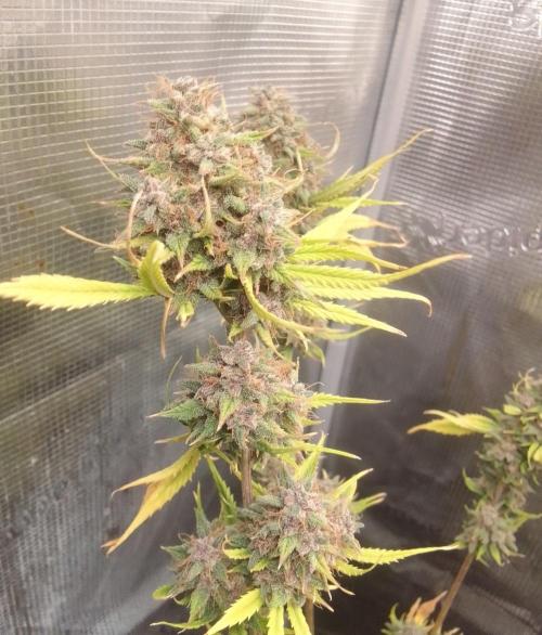 Purple Bananas spotted on Mars. Week 10 - Day 75