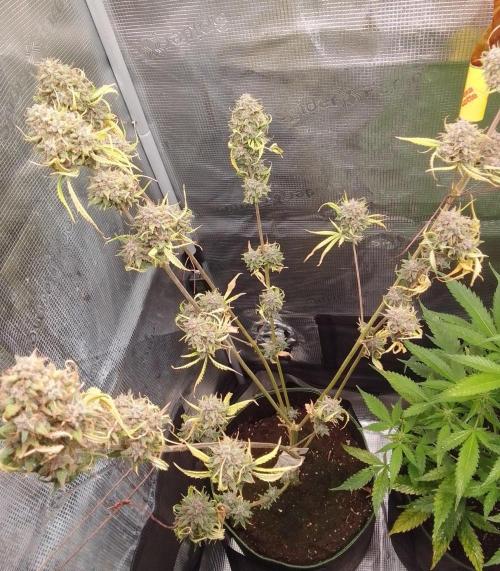 Purple Bananas spotted on Mars. Week 10 - Day 76