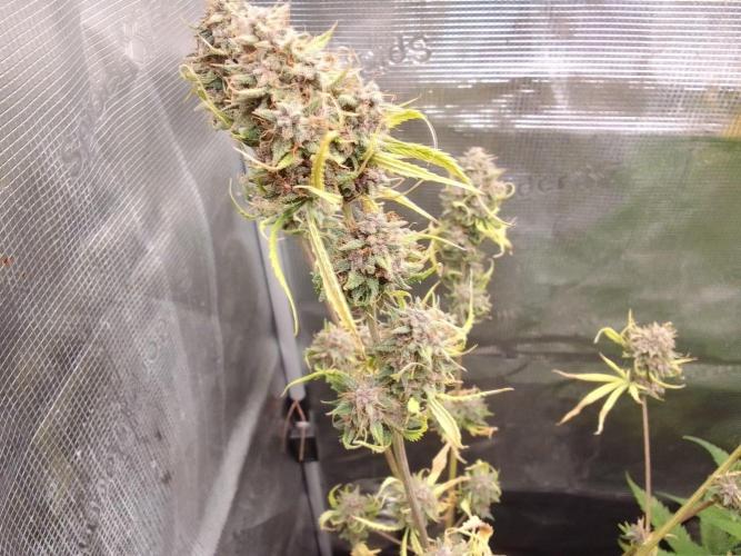 Purple Bananas spotted on Mars. Week 10 - Day 76