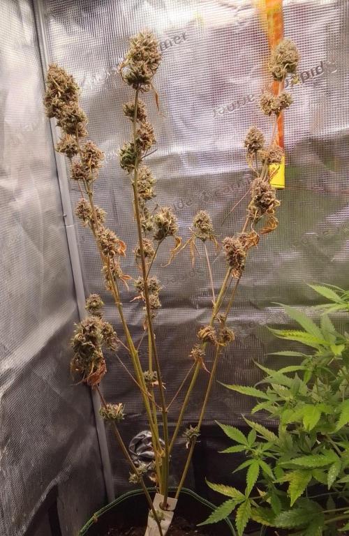 Purple Bananas spotted on Mars. Week 10 - Day 77