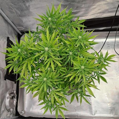 Berry Blues on the Roots vor Venus. Week 7 - Day 43