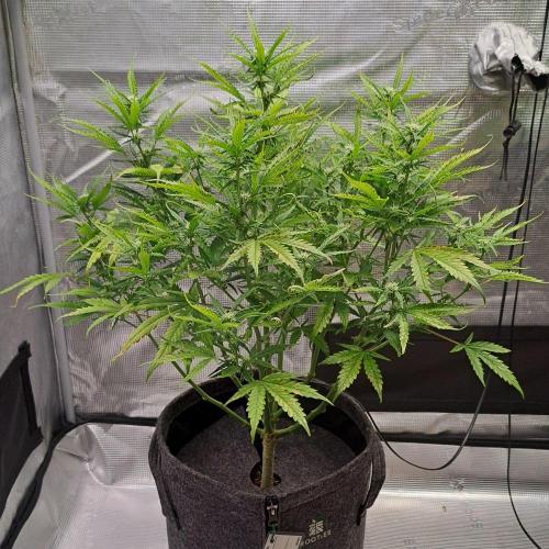Berry Blues on the Roots vor Venus. Week 7 - Day 43