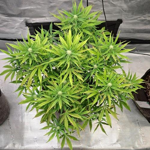 Berry Blues on the Roots vor Venus. Week 7 - Day 44