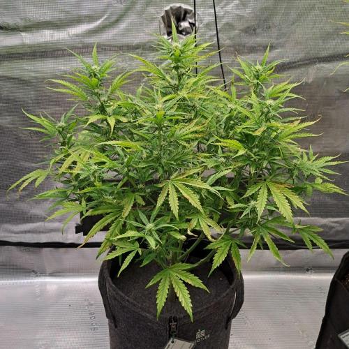 Berry Blues on the Roots vor Venus. Week 7 - Day 44