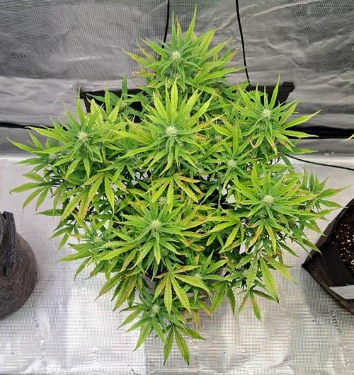 Berry Blues on the Roots vor Venus. Week 7 - Day 45
