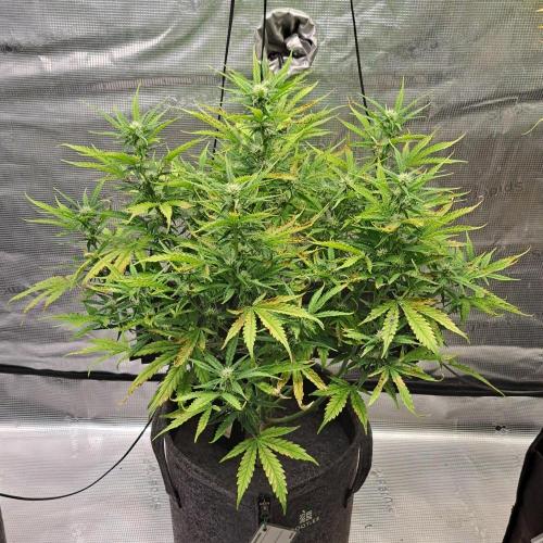 Berry Blues on the Roots vor Venus. Week 7 - Day 45