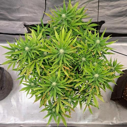 Berry Blues on the Roots vor Venus. Week 7 - Day 46