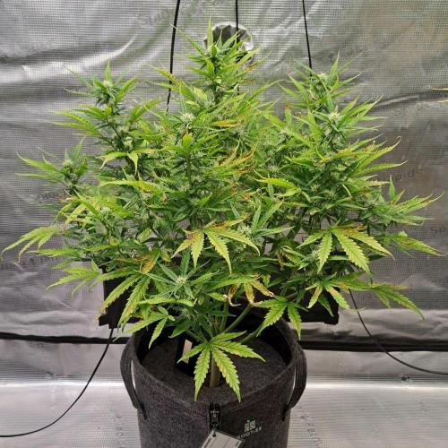Berry Blues on the Roots vor Venus. Week 7 - Day 46