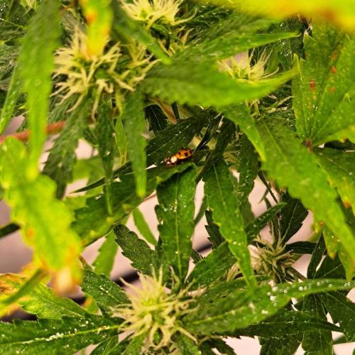 Berry Blues on the Roots vor Venus. Week 7 - Day 46