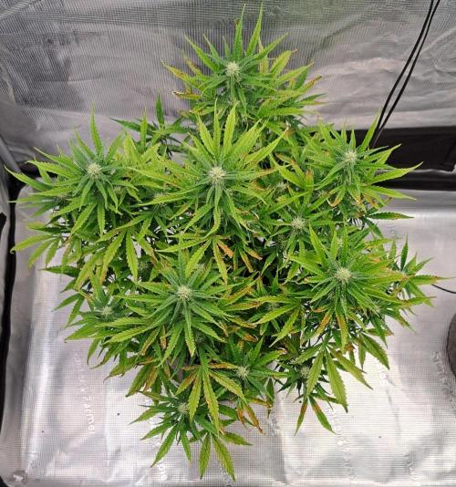 Berry Blues on the Roots vor Venus. Week 7 - Day 47