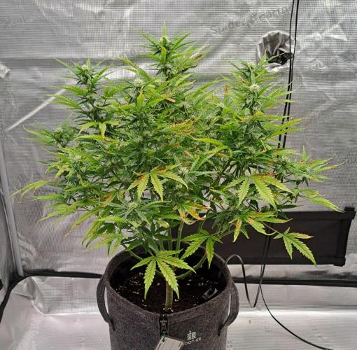 Berry Blues on the Roots vor Venus. Week 7 - Day 47