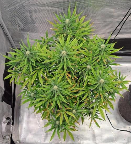 Berry Blues on the Roots vor Venus. Week 7 - Day 48