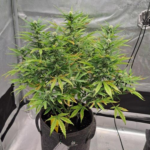 Berry Blues on the Roots vor Venus. Week 7 - Day 48