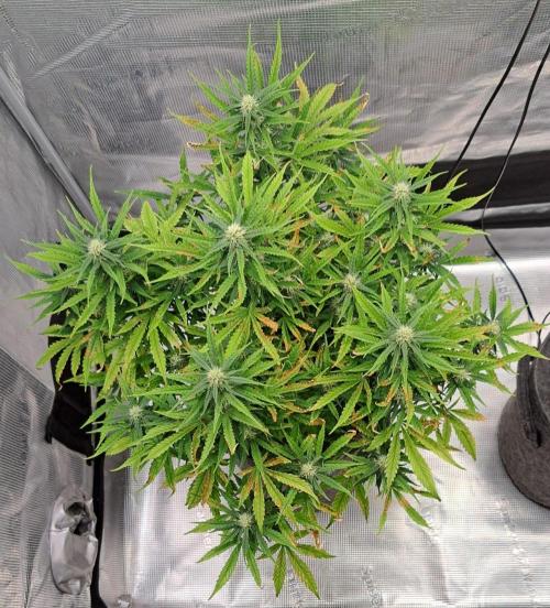 Berry Blues on the Roots vor Venus. Week 7 - Day 49