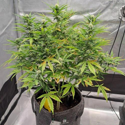 Berry Blues on the Roots vor Venus. Week 7 - Day 49