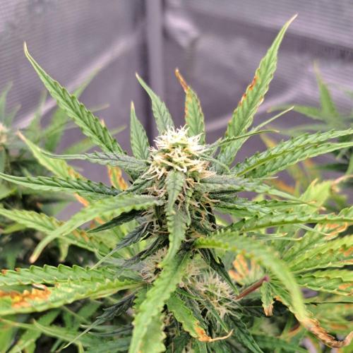 Berry Blues on the Roots vor Venus. Week 7 - Day 49